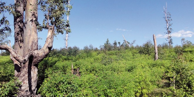 Des arbres fruitiers transformés en charbon