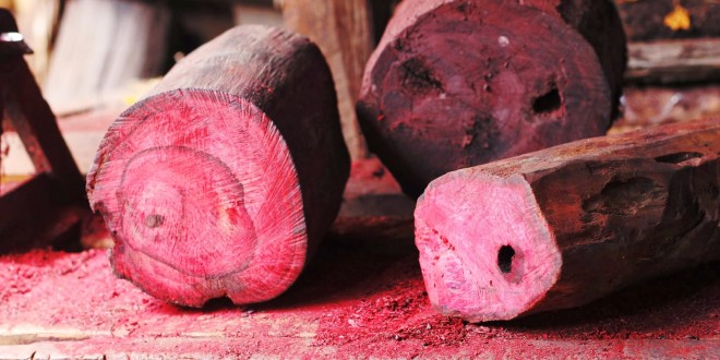 L’île Maurice veut rapatrier des bois de rose malgaches