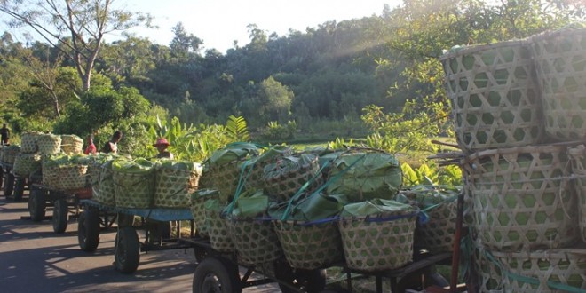 Campagne de litchi : l’effet entonnoir des stations de traitement