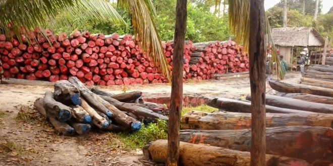 12.000m3 de bois de rose exportés illégalement en 2014