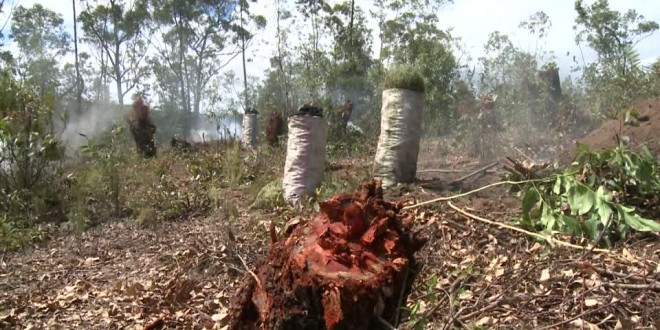 Le charbon de bois de plus en plus cher