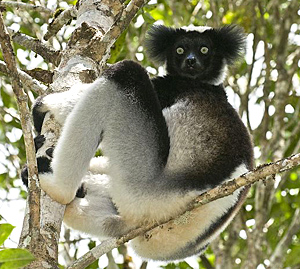 Parc d’Andasibe : Un premier festival à l’honneur des lémuriens Indri indri