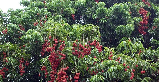 Début de la campagne de litchis