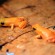 Andasibe : Un espoir de survie pour les grenouilles Mantella aurantiaca
