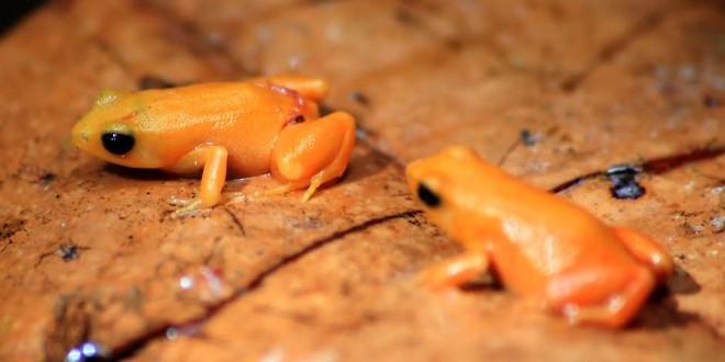 Andasibe : Un espoir de survie pour les grenouilles Mantella aurantiaca