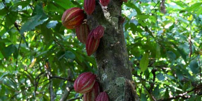 Madagascar, pour la promotion d’une filière cacao durable