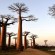 Allée des baobabs : Générer des ressources pour la population locale