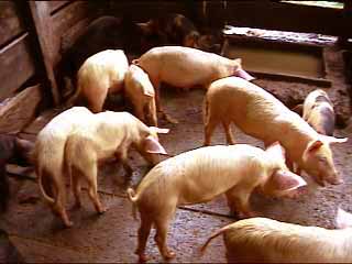 Elevage porcin: Haro sur le recours à des hormones