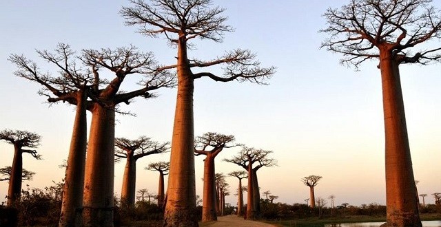 Allée des baobabs : Générer des ressources pour la population locale